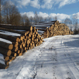 Зимняя заготовка леса